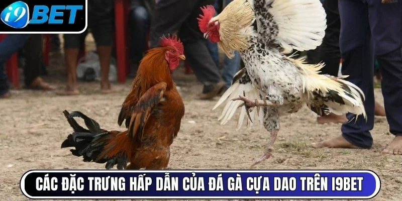 Các đặc trưng hấp dẫn của đá gà cựa dao trên i9bet