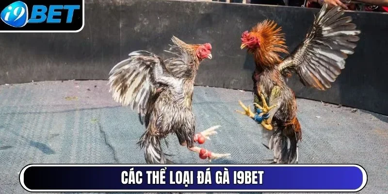 Các thể loại đá gà I9BET