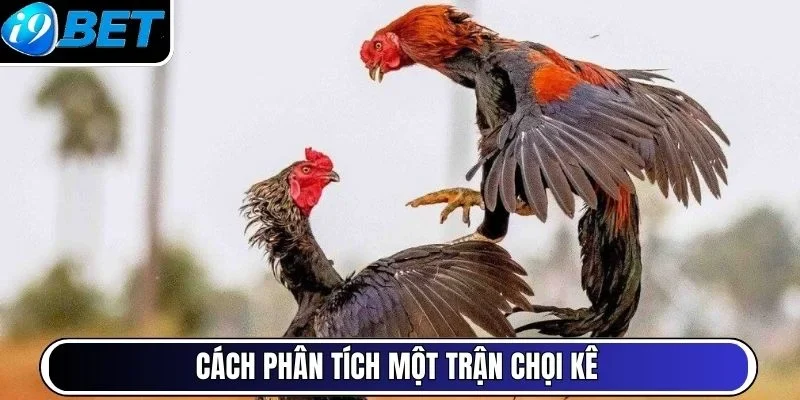 Cách phân tích một trận chọi kê