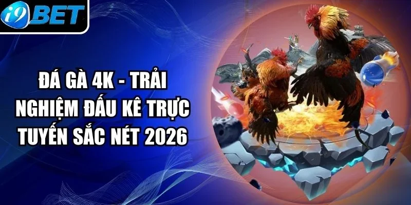 Đá Gà 4K